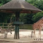 東武動物公園の紹介【見どころ、行き方、概要】