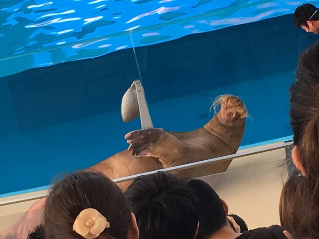 八景島シーパラダイスの紹介 見どころ 行き方 概要 動物に会いに行こう