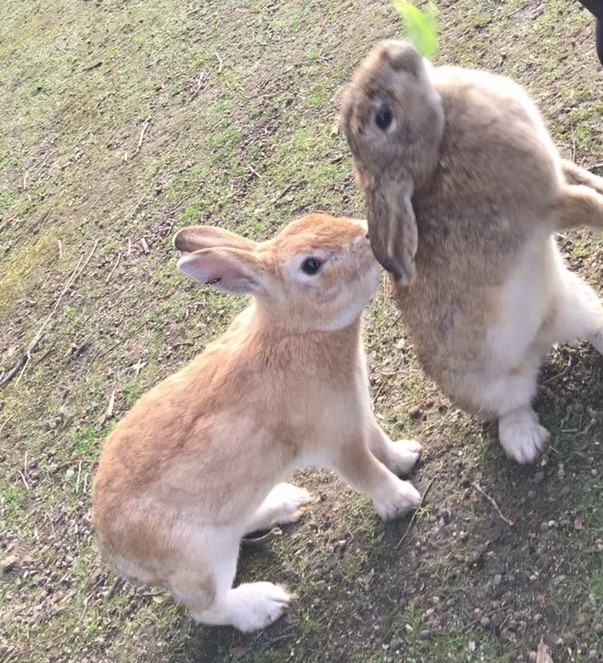 大久野島の紹介 大久野島のうさぎ 見どころ 行き方 概要 動物に会いに行こう